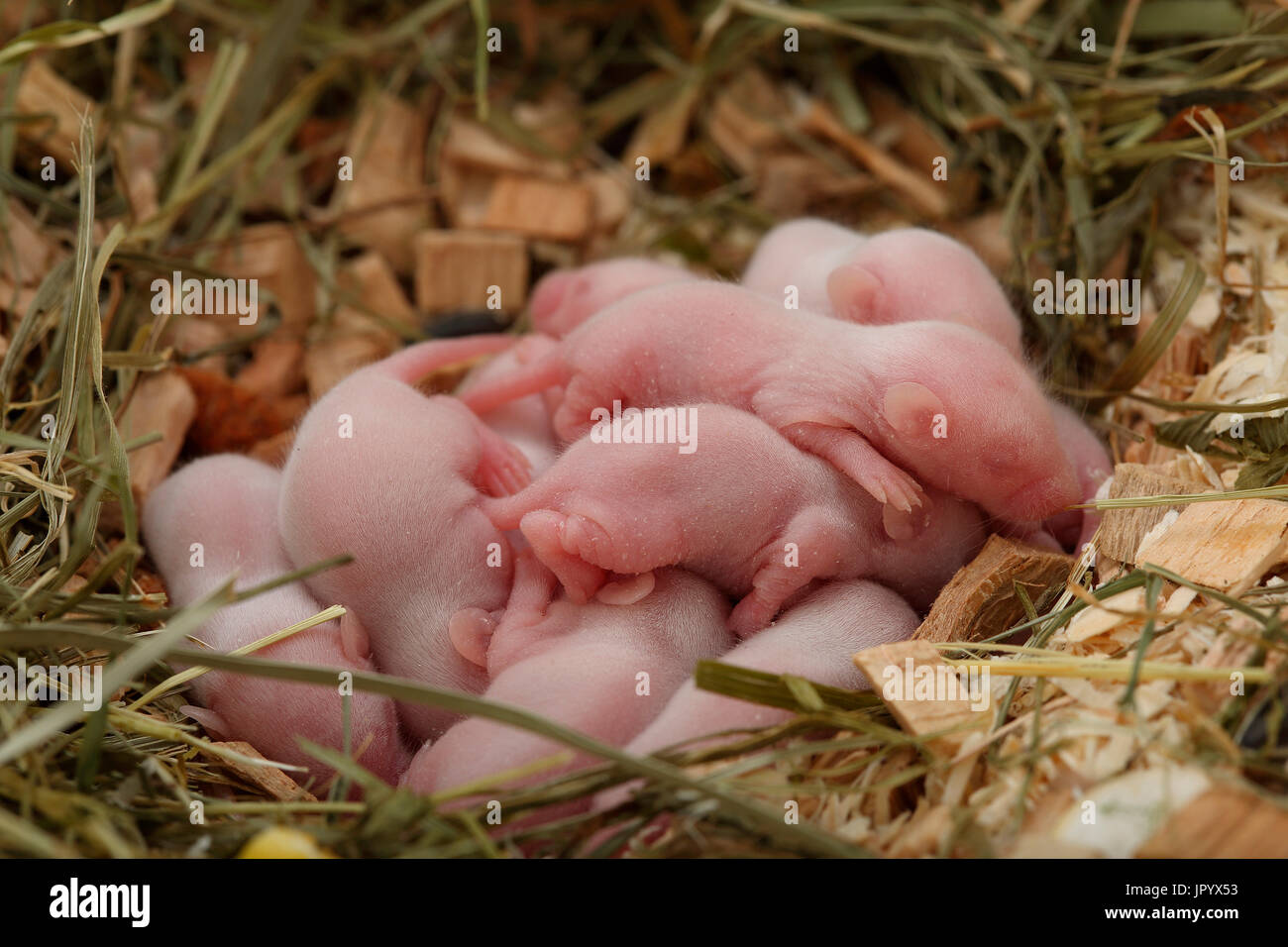 Blanco ratón doméstico (Mus musculus domesticus) camada de ratones  Fotografía de stock - Alamy