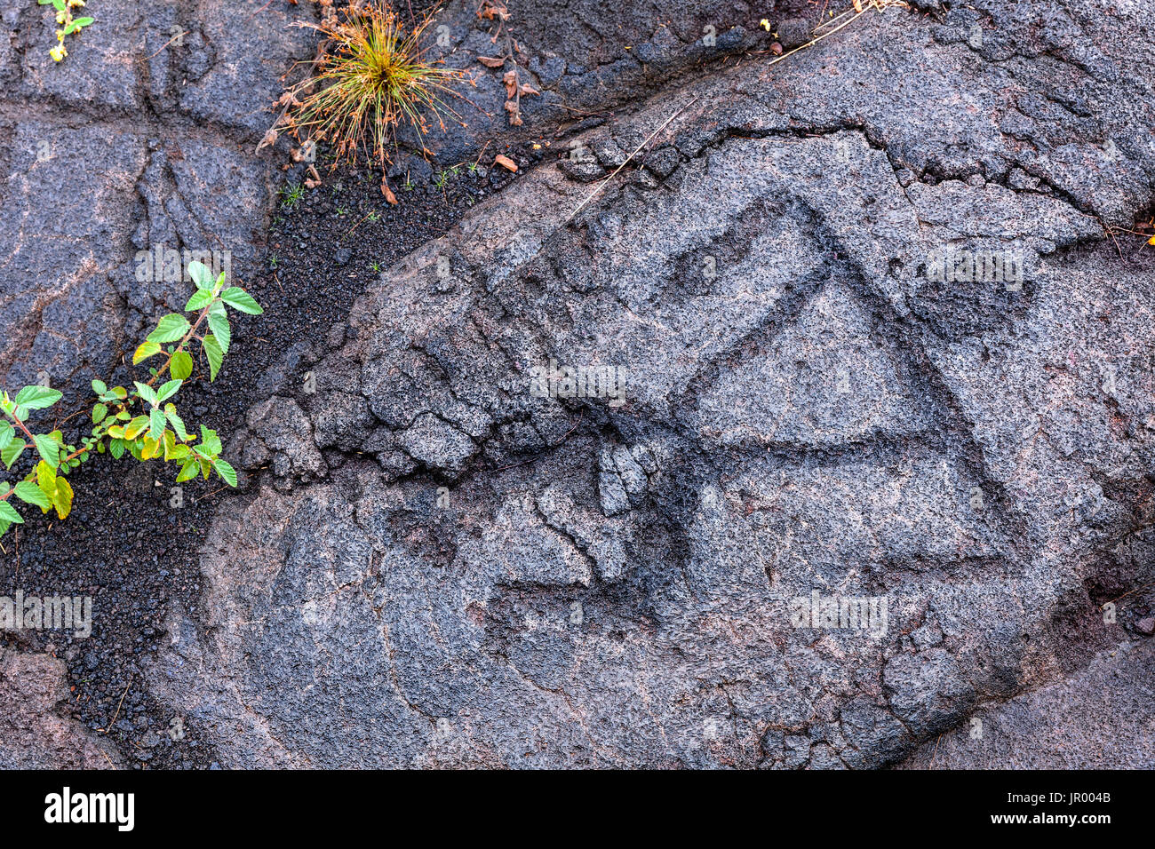 HI00260-00...Hawai'i - Pu'u Loa petroglifos a lo largo de la cadena de cráteres Road en Hawai'i Volcanoes National Park en la isla de Hawai'i. Foto de stock