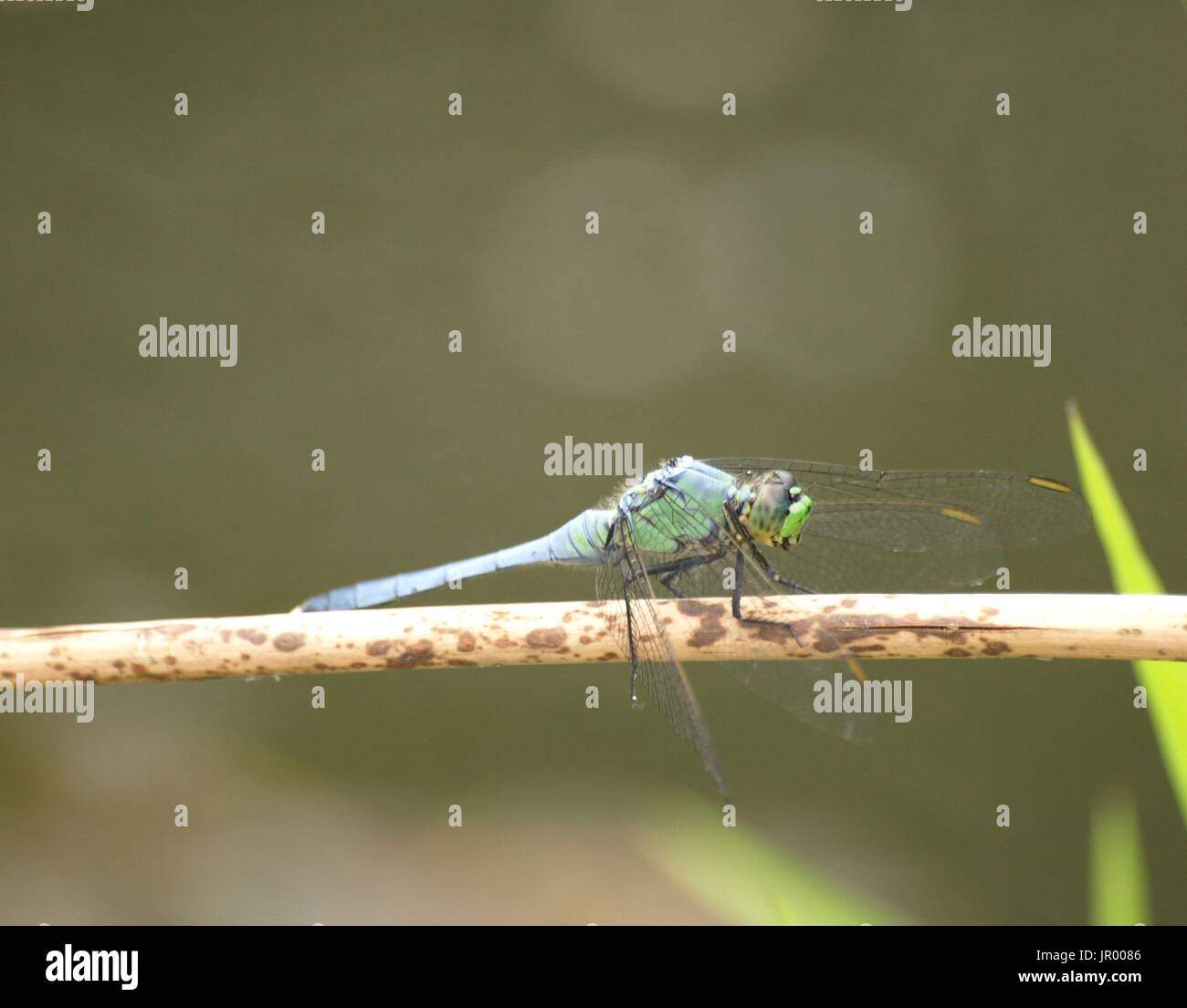 Verde y Azul libélula descansando sobre brown twig Foto de stock