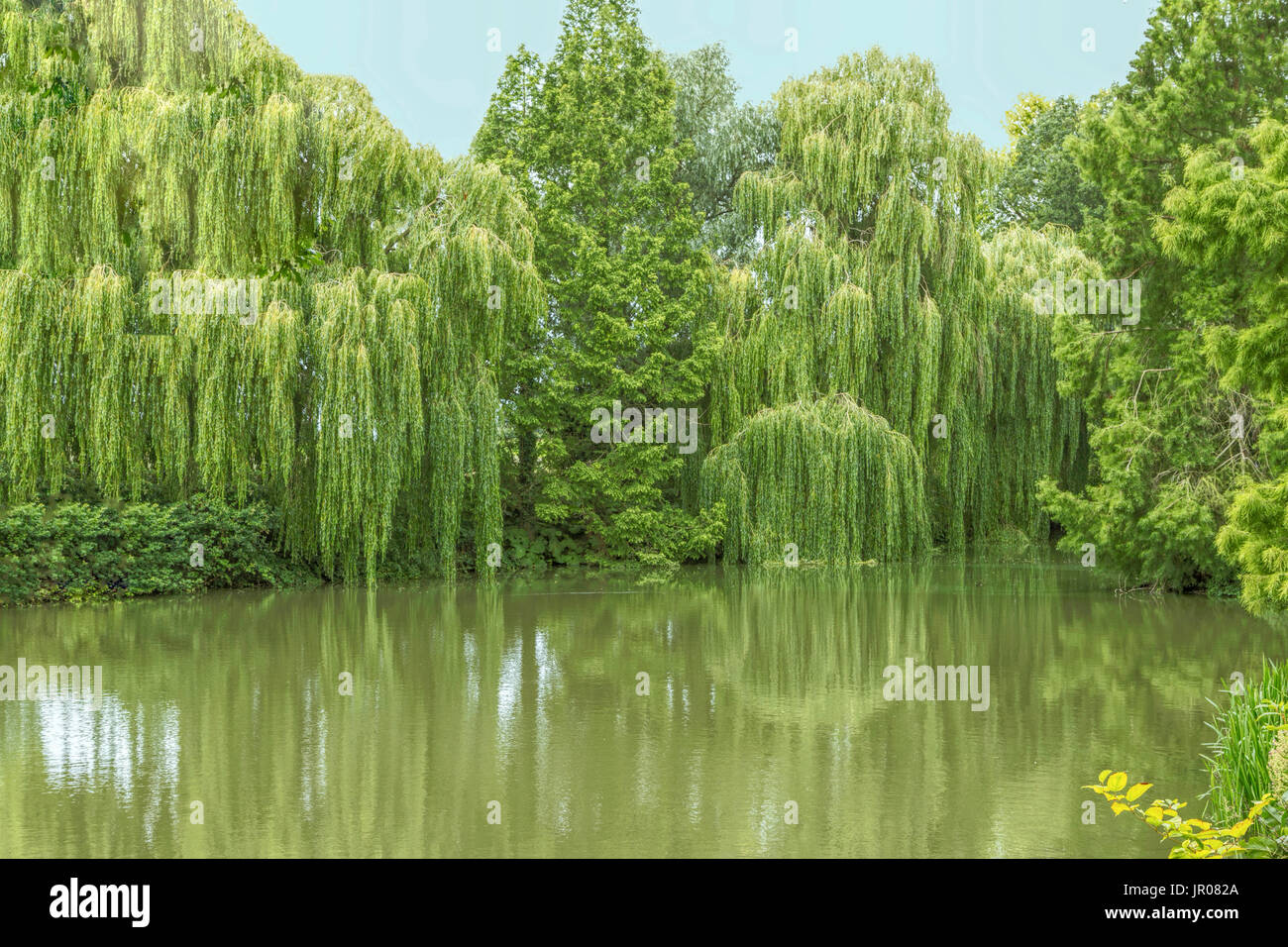 Reflejos de sauces llorones fotografías e imágenes de alta resolución