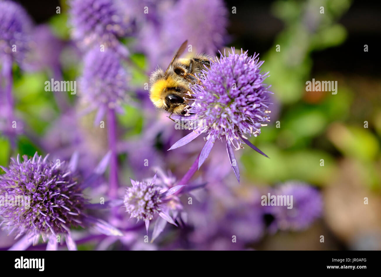 Miel de abejas en floración glitter azul mar holly tipo de planta Foto de stock