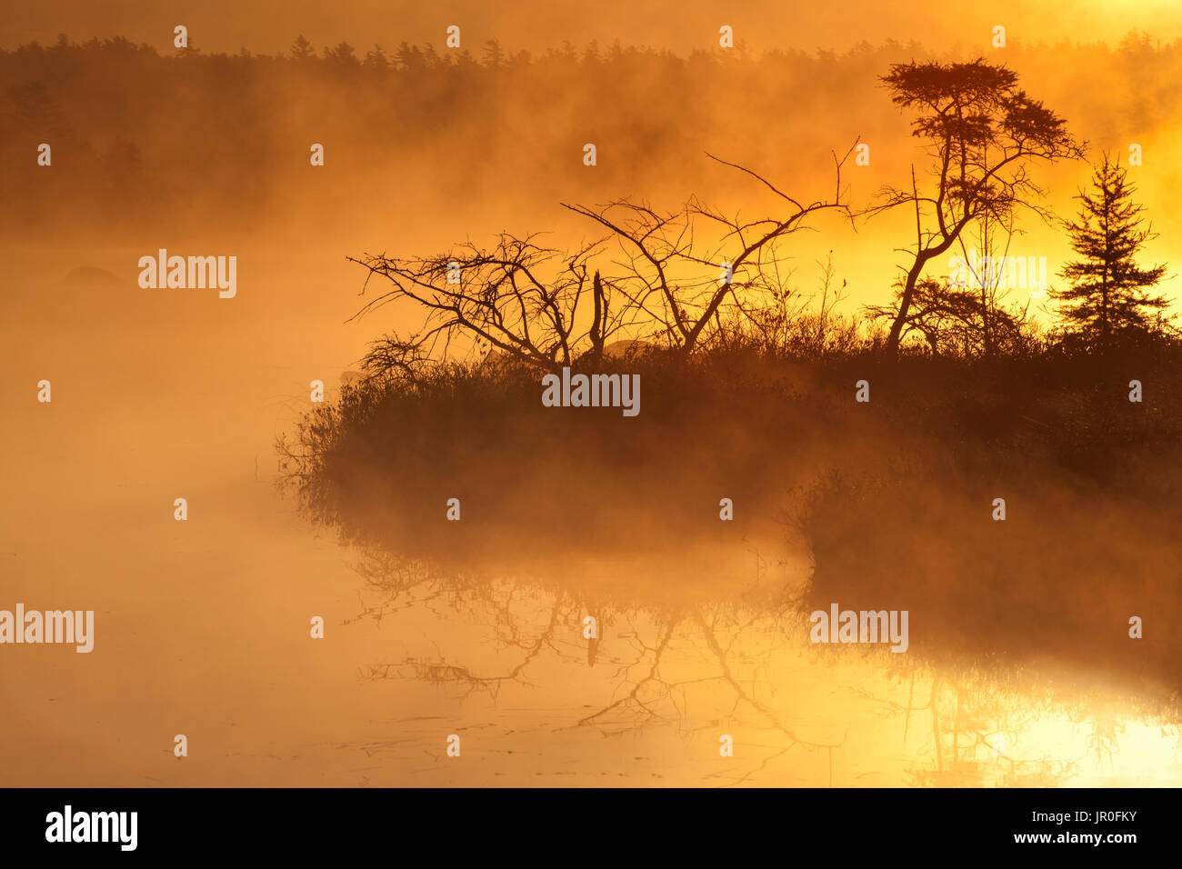 Otoño de niebla de la mañana brillante amarillo en Rocky Lago; Bedford, Nova Scotia, Canadá Foto de stock