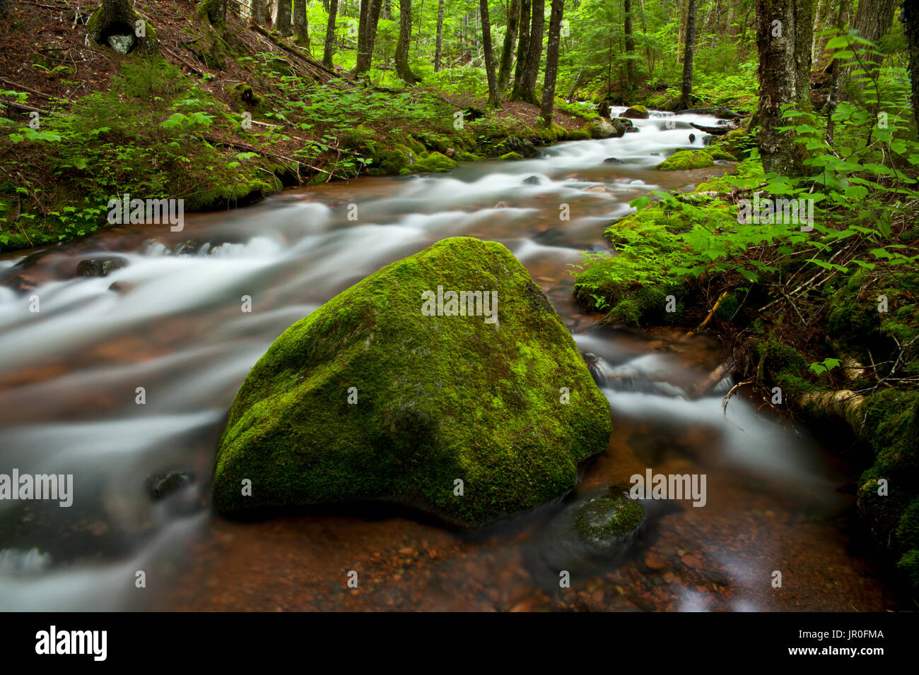 Hart Lake Brook, Wentworth Valle, Nova Scotia, Canadá Foto de stock