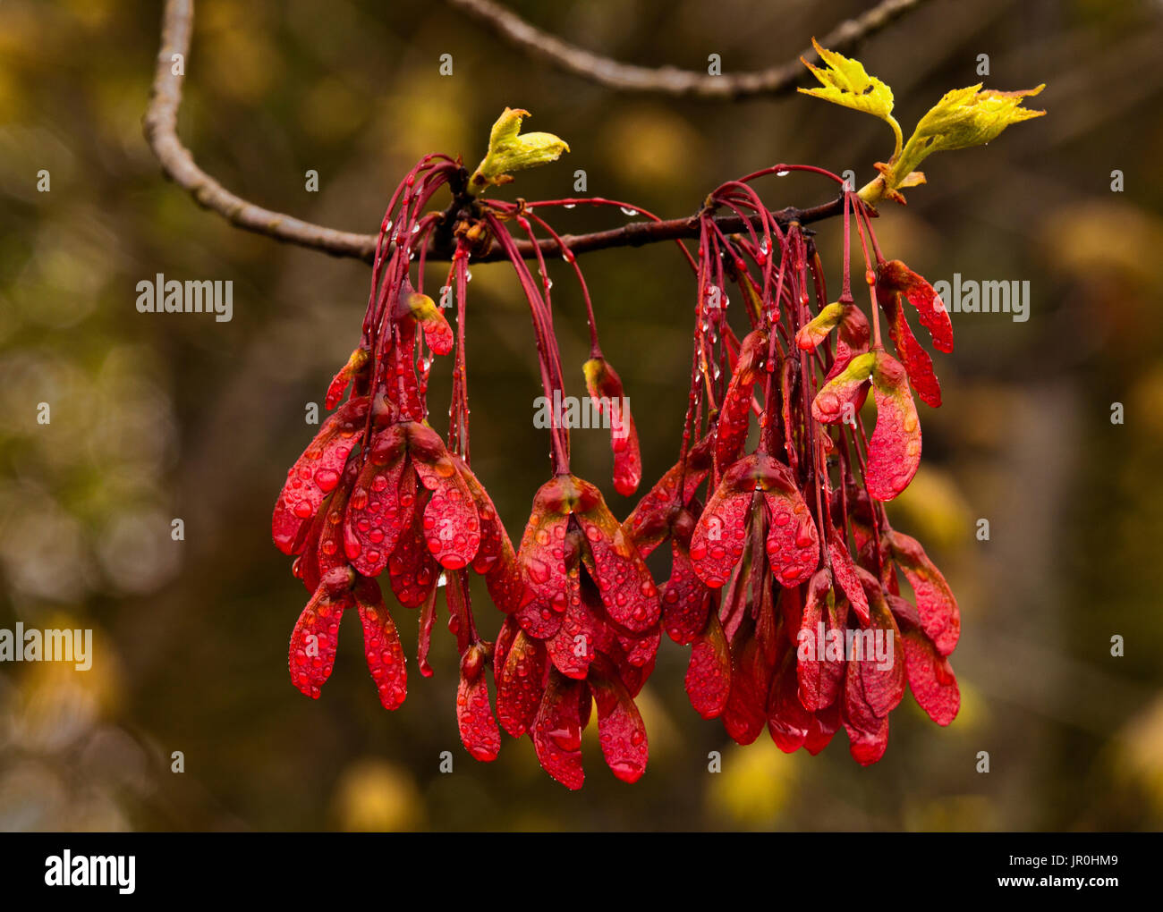 Arce rojo de primavera semillas y germinación nuevas hojas con gotas de lluvia; Bedford, Nova Scotia, Canadá Foto de stock