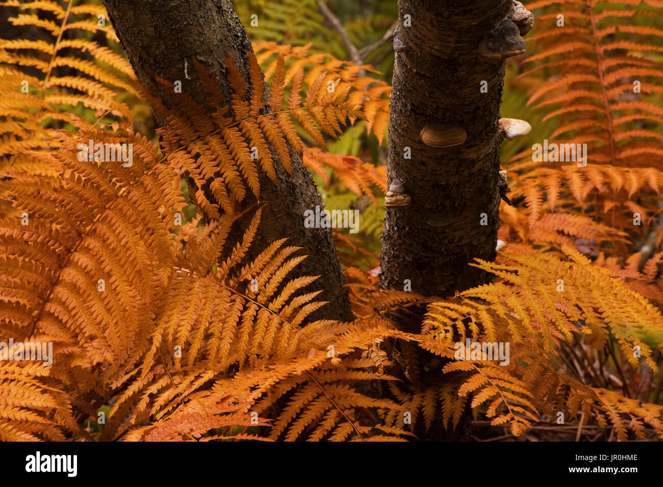 Otoño de color naranja Canela helechos (Osmundastrum Cinnamomeum) y troncos de abedul; Waverley, Nova Scotia, Canadá Foto de stock