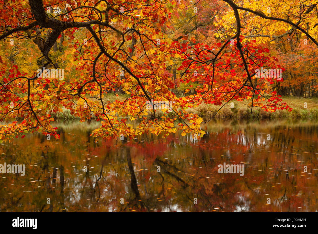 Colores de otoño a lo largo del río Mersey en Kejimkujik National Park, Nova Scotia, Canadá Foto de stock