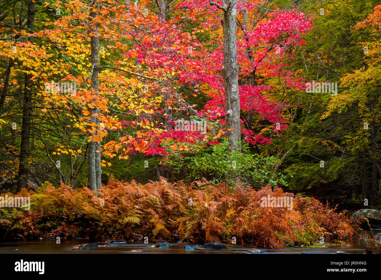 Colores de otoño a lo largo del río Rawdon, cerca de Wellington, Nova Scotia, Canadá Foto de stock