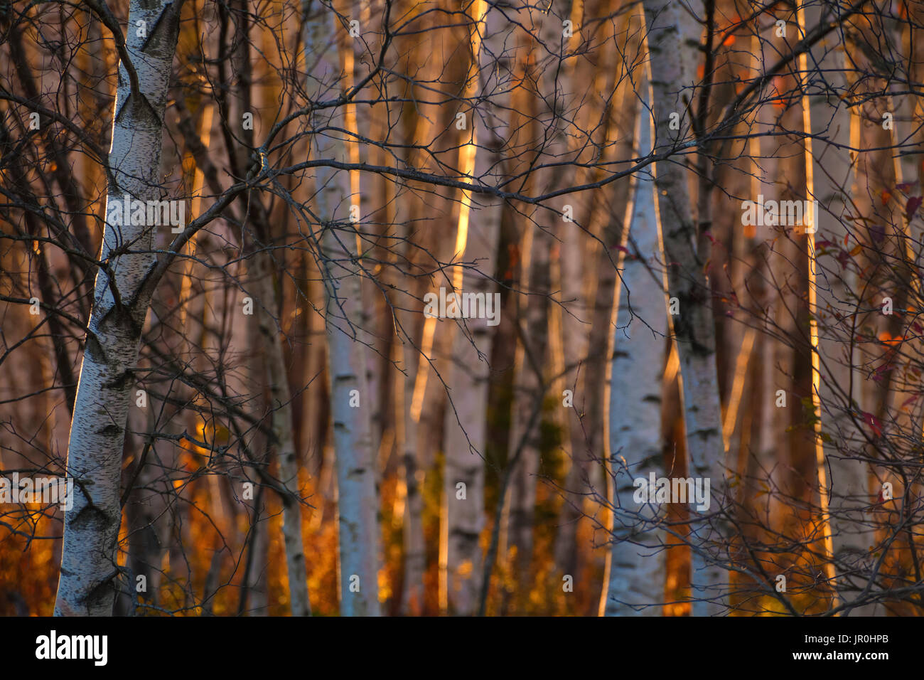 Cerca de los troncos de los Abedules al atardecer, Burnside, Dartmouth, Nova Scotia, Canadá Foto de stock