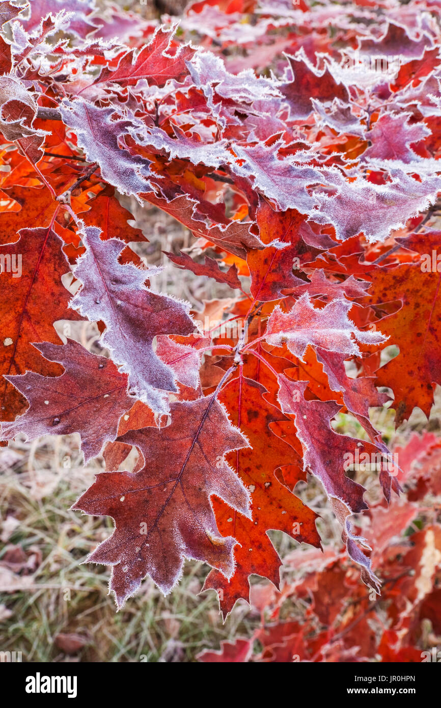 Hojas de Roble Rojo mate; Oakfield, Nova Scotia, Canadá Foto de stock