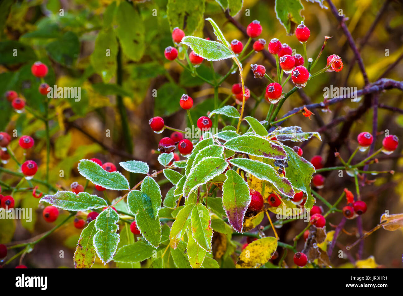 Congelados Rosehips y hojas; Bedford, Nova Scotia, Canadá Foto de stock