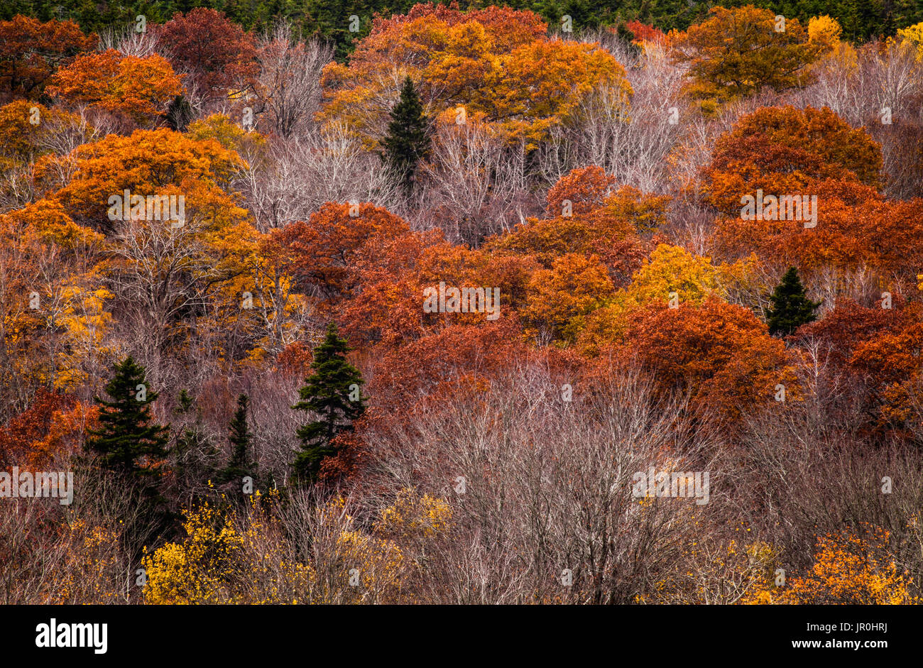 Una ladera de bosque en otoño; Bedford, Nova Scotia, Canadá Foto de stock