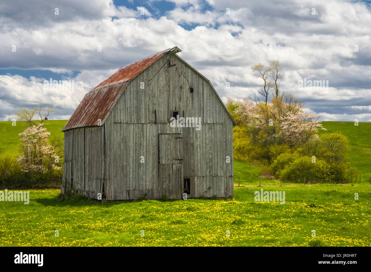 Antiguo establo y Primavera Pera India florece, minas de yeso, Nova Scotia, Canadá Foto de stock