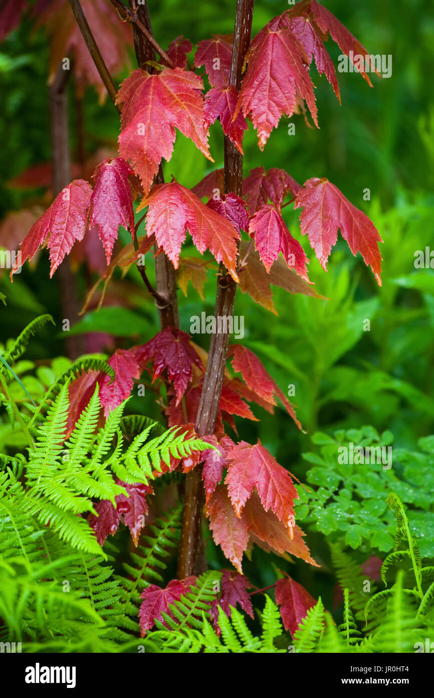 Hojas de arce rojo y helechos en primavera; Bedford, Nova Scotia, Canadá Foto de stock