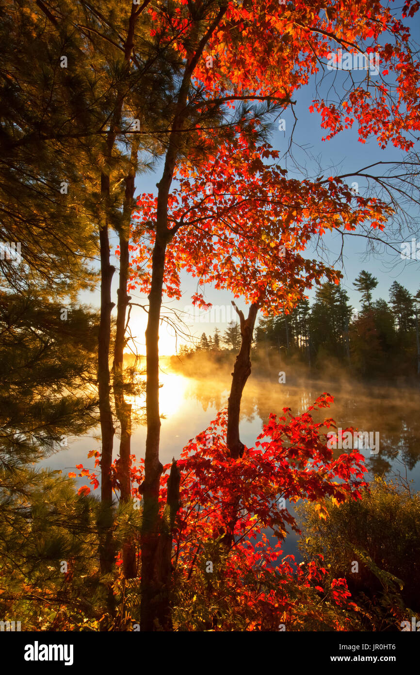El arce rojo y en las primeras horas de la mañana la niebla sobre estanque; Waverley, Nova Scotia, Canadá Foto de stock