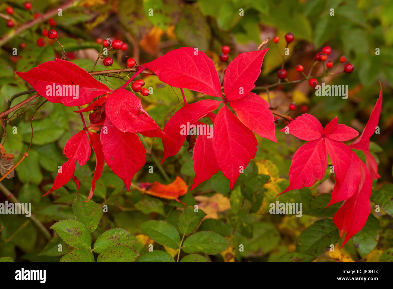 Hojas rojas y rojo Wild Rose Hip; Bedford, Nova Scotia, Canadá Foto de stock