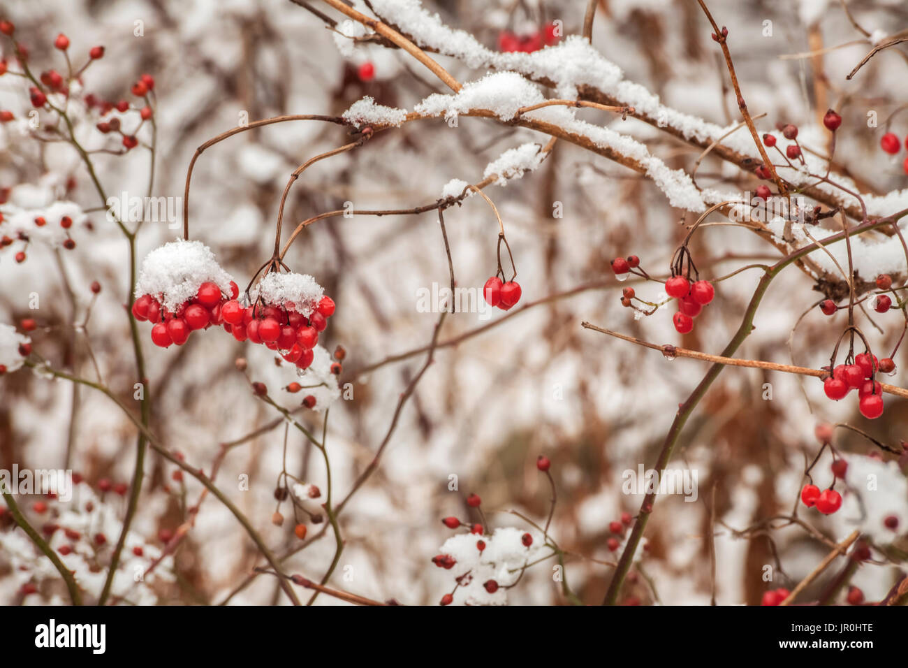 Mid-December Nieve en Wild Rose Hip; Bedford, Nova Scotia, Canadá Foto de stock