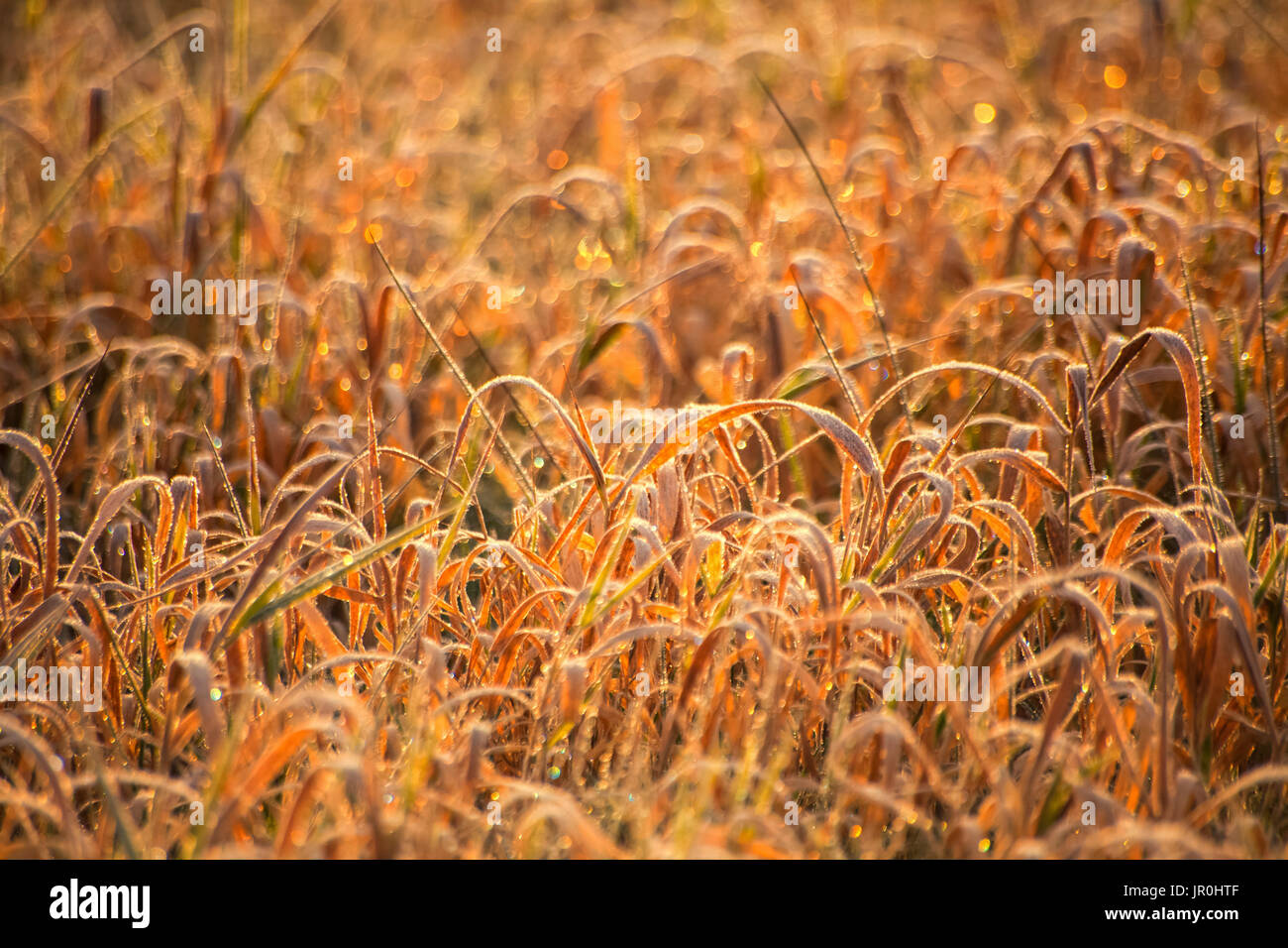 Campo de hierba mate al alba; Oakfield, Nova Scotia, Canadá Foto de stock