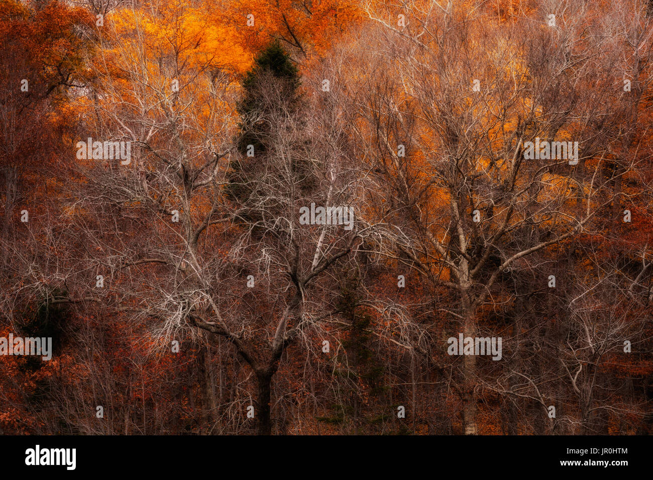 Colores de otoño bosque; Bedford, Nova Scotia, Canadá Foto de stock
