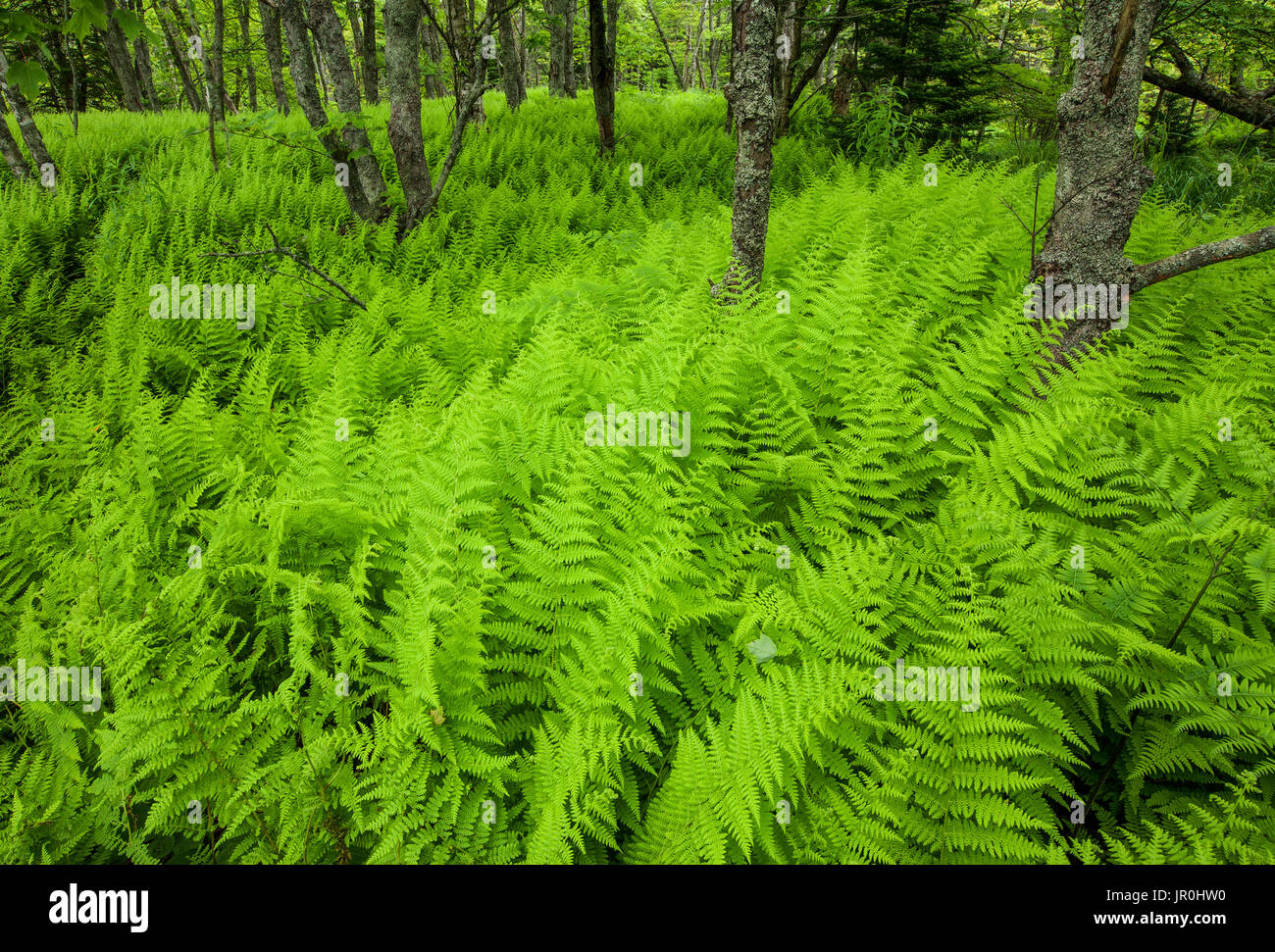 Exuberantes praderas de helechos helechos de Nueva York en el borde de un bosque; Enfield, Nova Scotia, Canadá Foto de stock