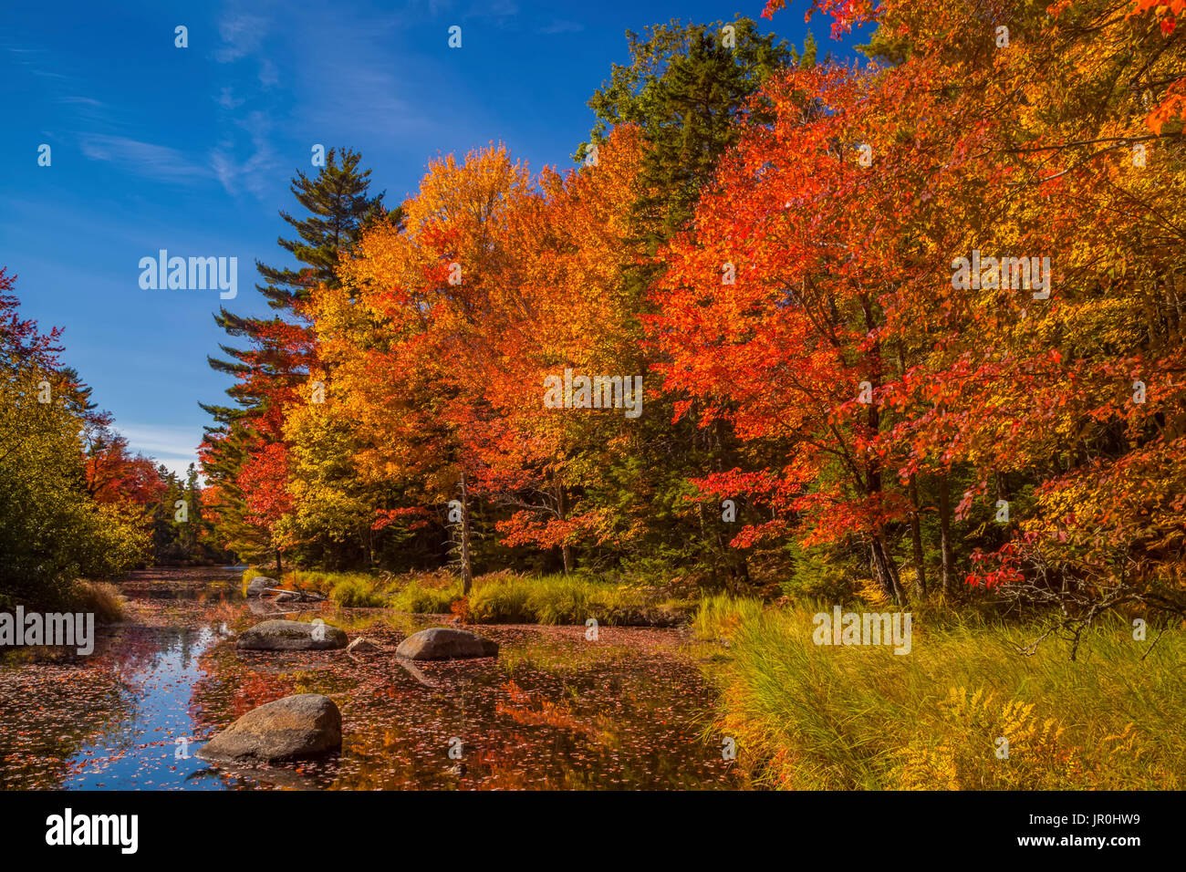 Otoño Colorido follaje de color en los árboles a lo largo del Río, Próximo al centro comercial Westfield North Brookfield, Nova Scotia, Canadá Foto de stock