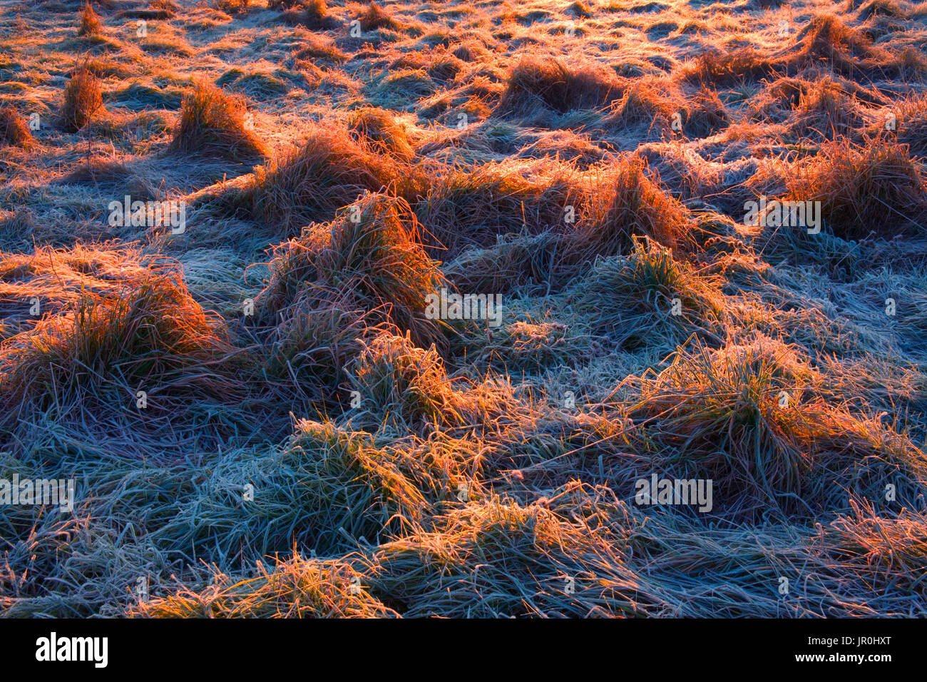 Frosted matas de hierba del campo iluminado por un sol naciente; Menor Sackville, Nova Scotia, Canadá Foto de stock