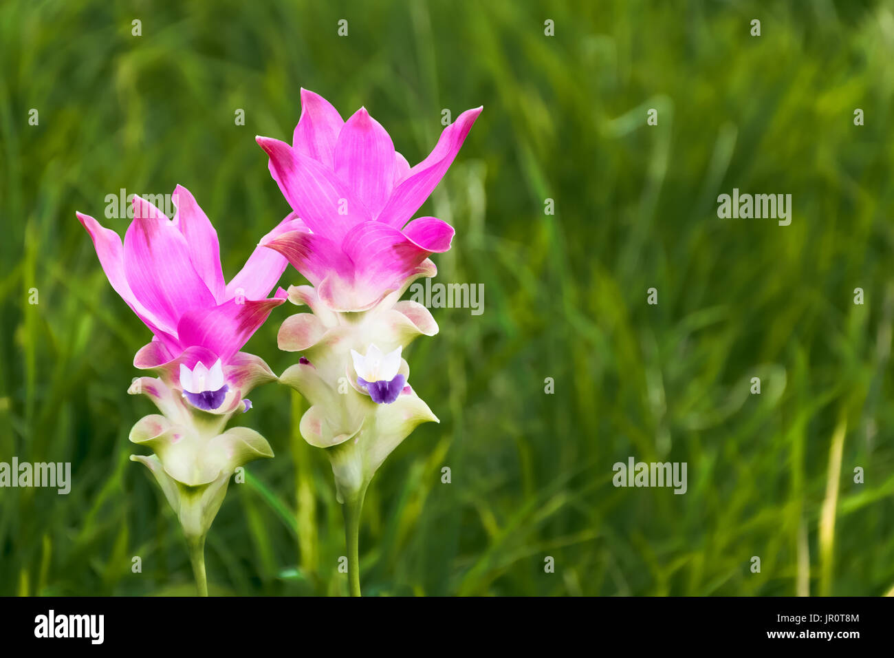 Hermosa naturaleza rosa tailandés durante la temporada de lluvias, la flor rosa flores antecedentes Foto de stock