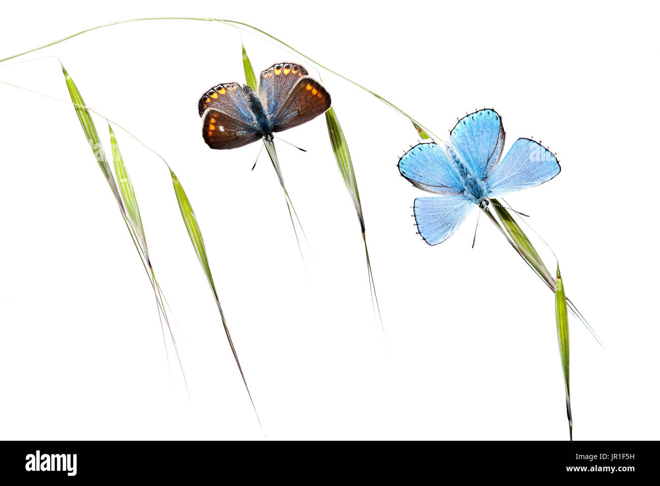 Las mariposas calentando al amanecer sobre fondo blanco. Foto de stock