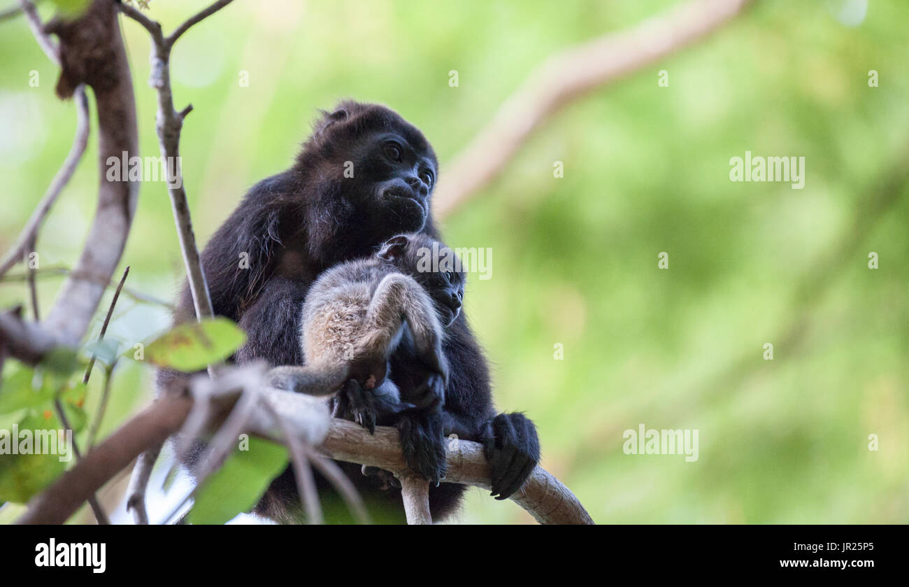 Especies De Monos Fotografías E Imágenes De Alta Resolución Página 3 Alamy 1419