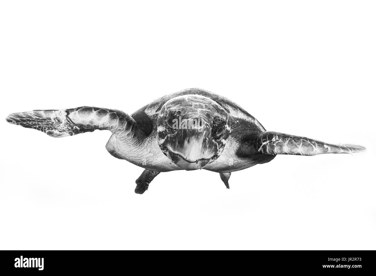 Tortuga carey (Eretmochelys imbricata), natación, Océano Índico, Mayotte Foto de stock