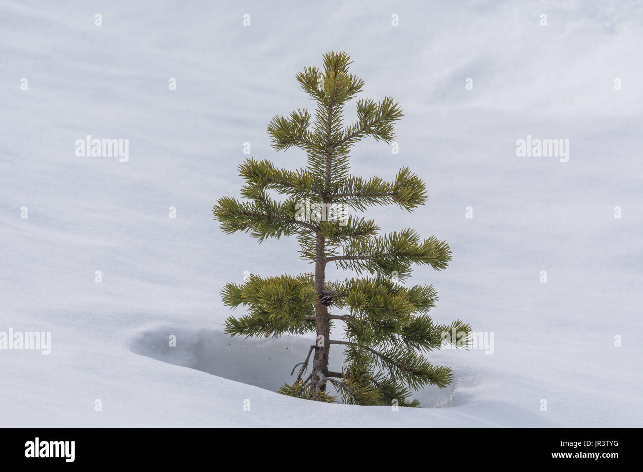 Pequeña pinetree cubierto de nieve Foto de stock