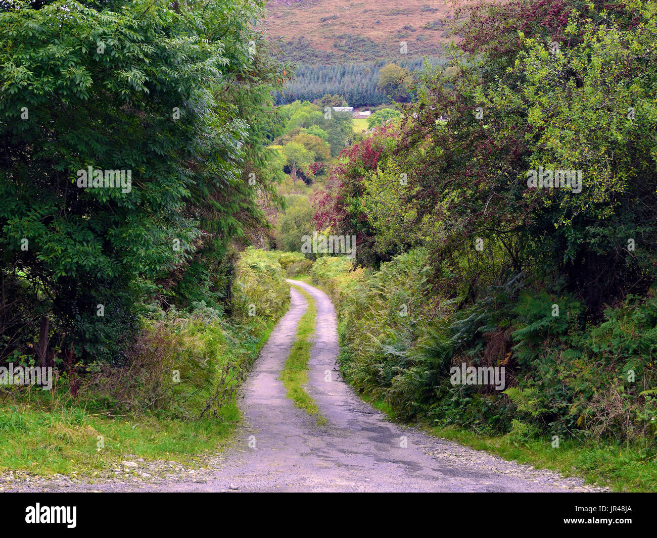 Vista de un camino serpenteante en un rincón remoto de CO Wicklow, Irlanda Foto de stock
