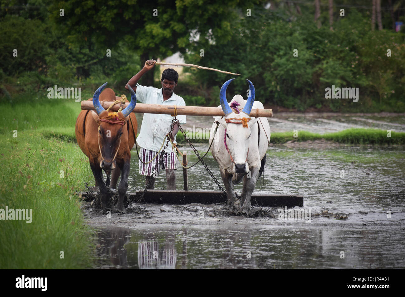 Agricultores del sur de la India Foto de stock