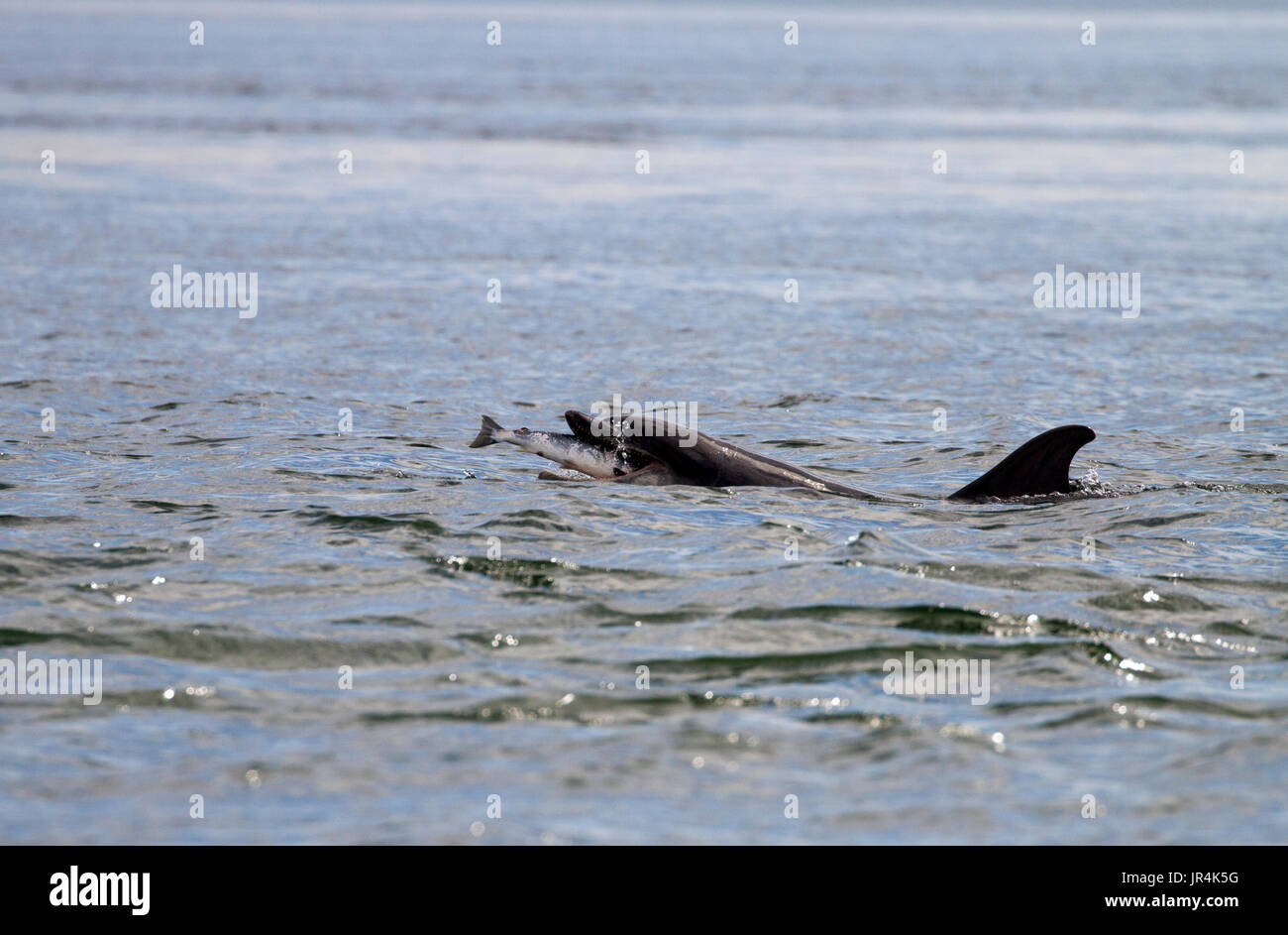 Delfín mular a la captura de peces en el Moray Firth, Escocia Foto de stock
