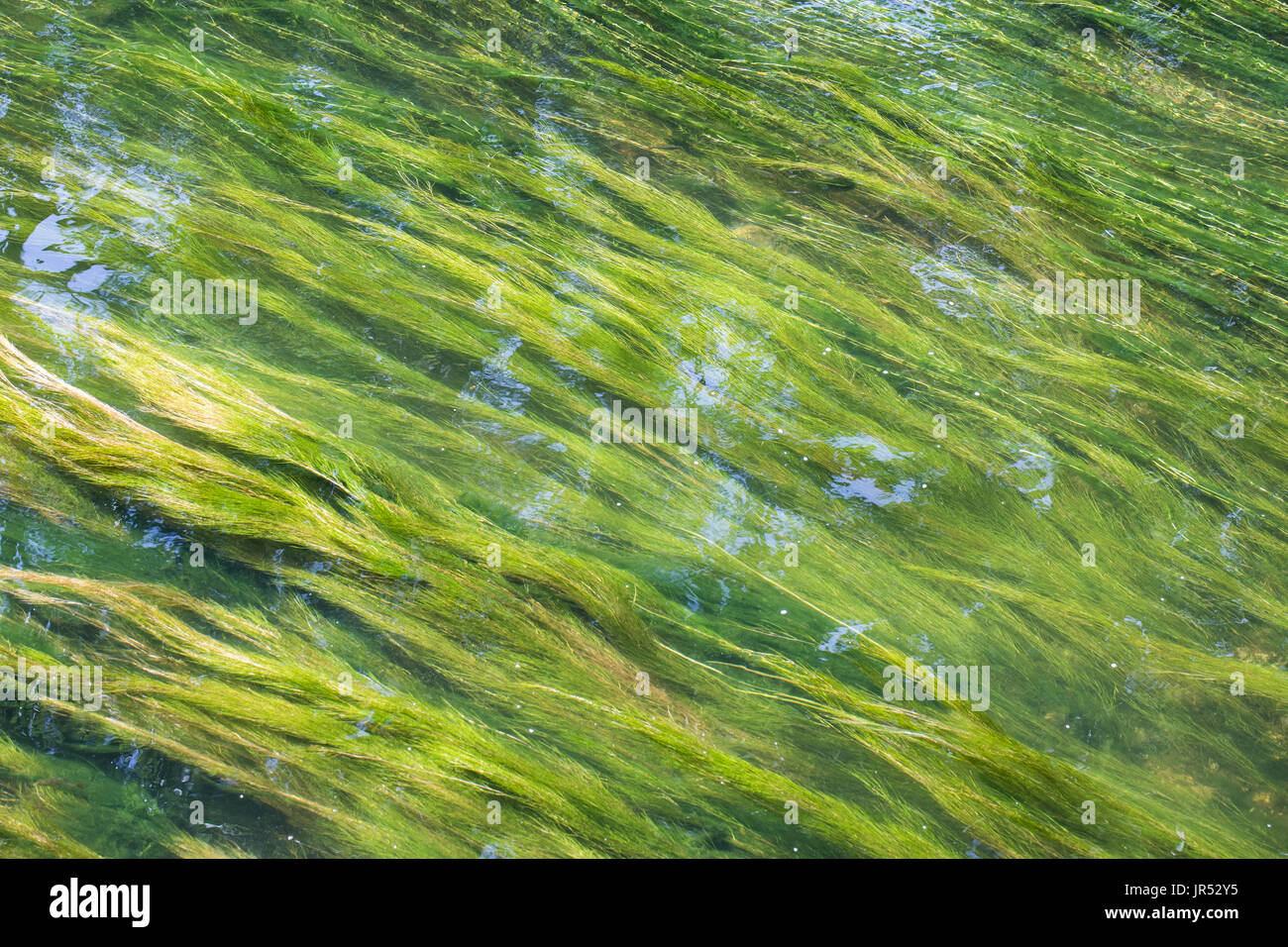 Algas, plantas acuáticas en Krutynia, uno de los ríos polacos purrest,  verde hilos paralelos en un cristal puro de agua de río, la hora de verano  Fotografía de stock - Alamy