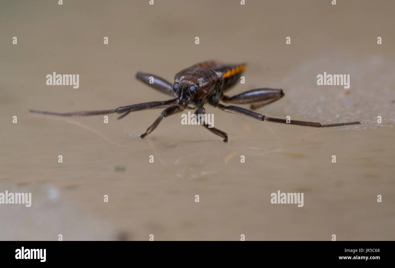 Grillo de agua fotografías e imágenes de alta resolución - Alamy