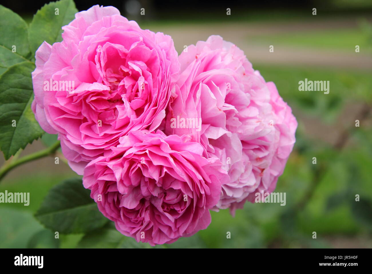 Rosa 'Louise Odier', un viejo, el bourbon rose, en plena floración en un jardín inglés frontera en verano (junio), REINO UNIDO Foto de stock