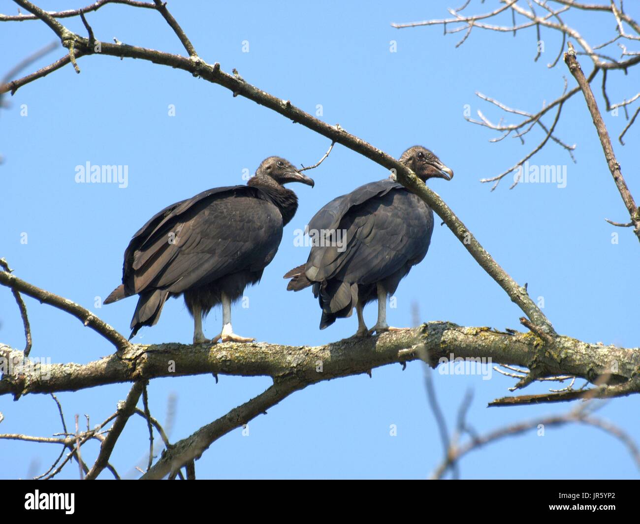 Dos juveniles gallinazos de pie en el treetop Foto de stock