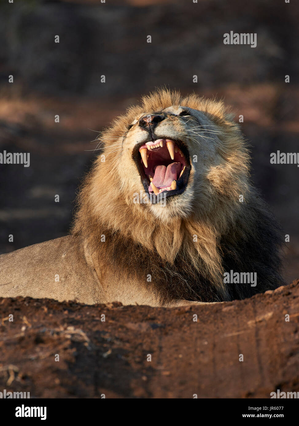 León (Panthera leo) - macho grande tumbado en el suelo, Retrato Foto de stock