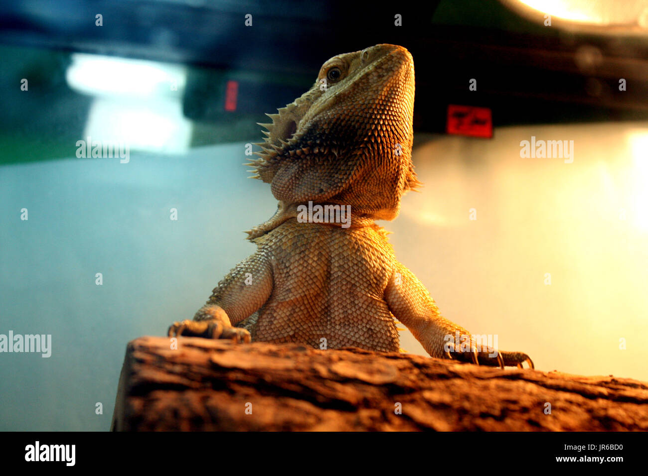 Fotografía de un dragón barbudo en un hábitat. Tomada en Fairfax, VA Foto de stock