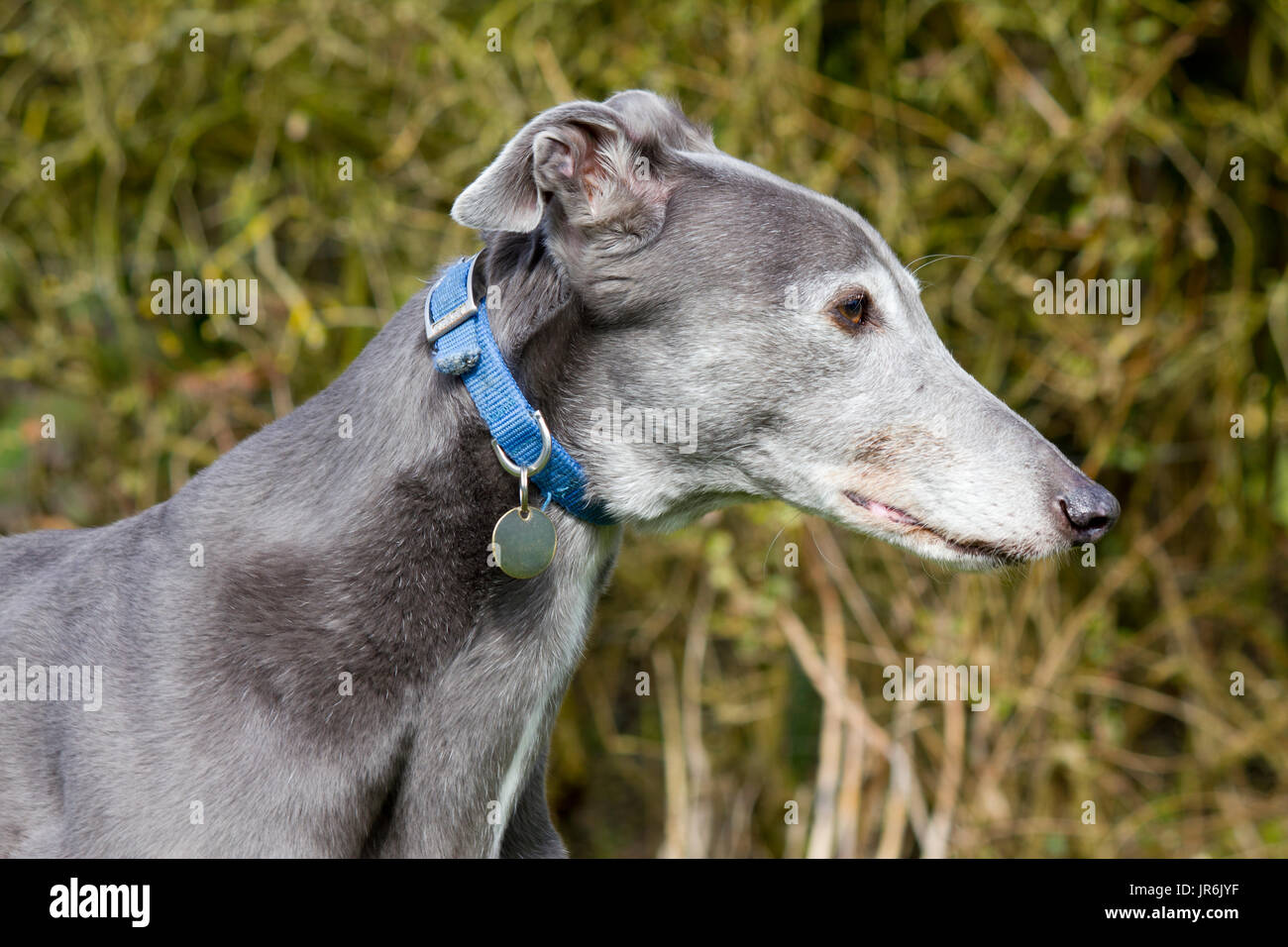 Perro de nariz larga fotografías e imágenes de alta resolución - Alamy
