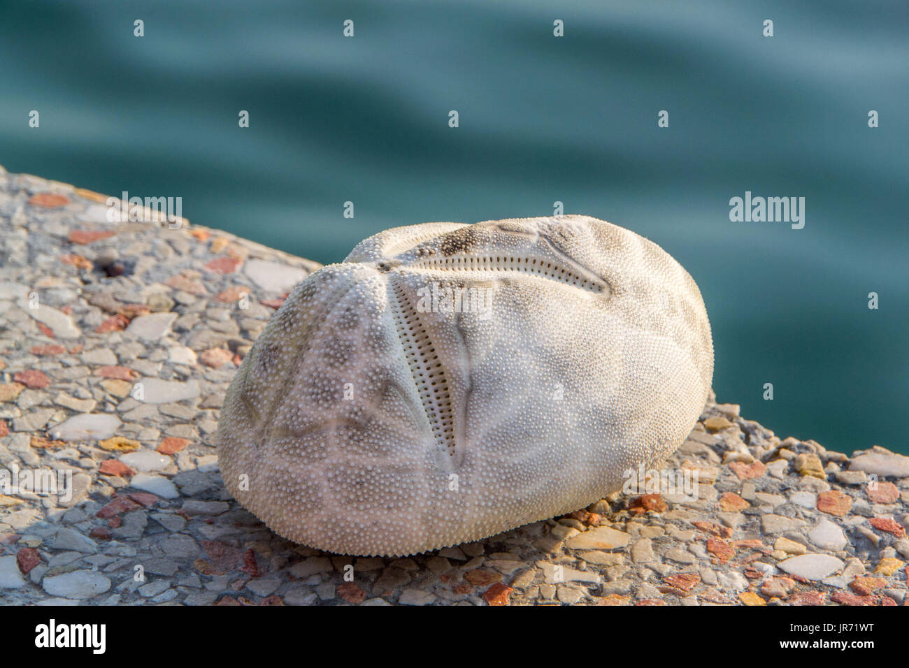 El mar, la patata es un erizo de mar en la familia Loveniidae. Se encuentra en el sub-regiones de mareas en los mares templados de todo el mundo y vive enterrada en la arena Foto de stock