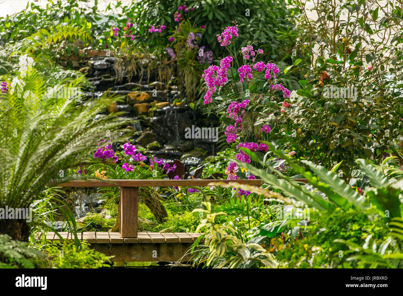 Hermosas plantas tropicales en Sirikit Jardín botánico en el norte de Tailandia Foto de stock