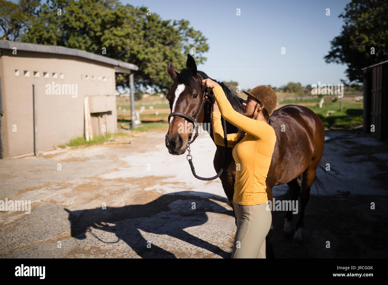 Vista lateral de la brida de sujeción de jockey femenino en el caballo mientras está de pie contra estable Foto de stock