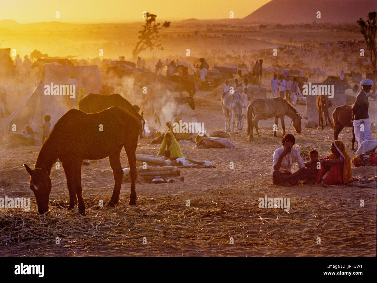 PUSHKAR, India - 17 noviembre: camellos en la anual feria de ganado el 17 de noviembre de 1982, en Pushkar, Rajastán, India Foto de stock