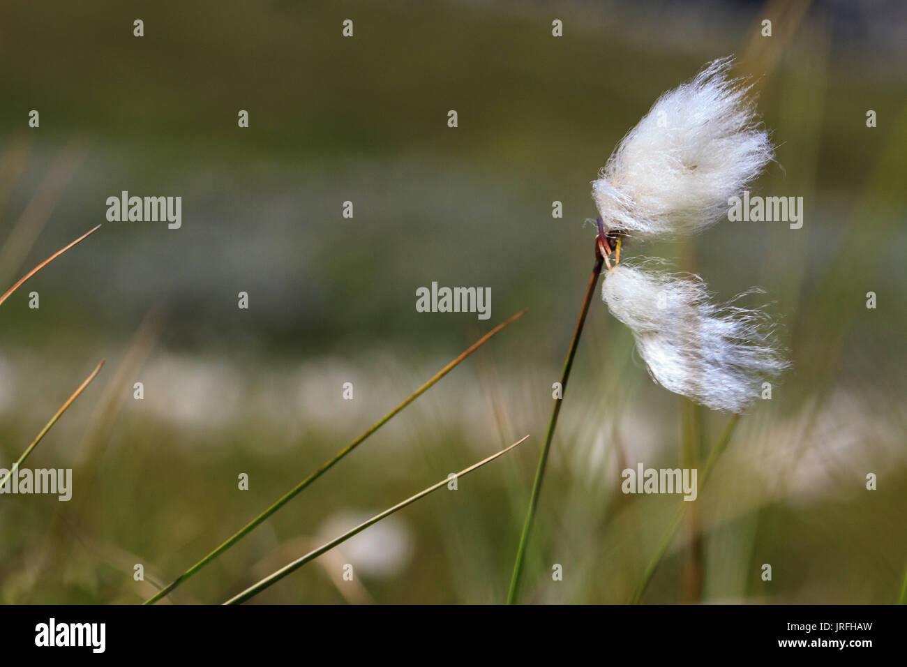 Cottongrass soplando en el viento en Laponia Foto de stock