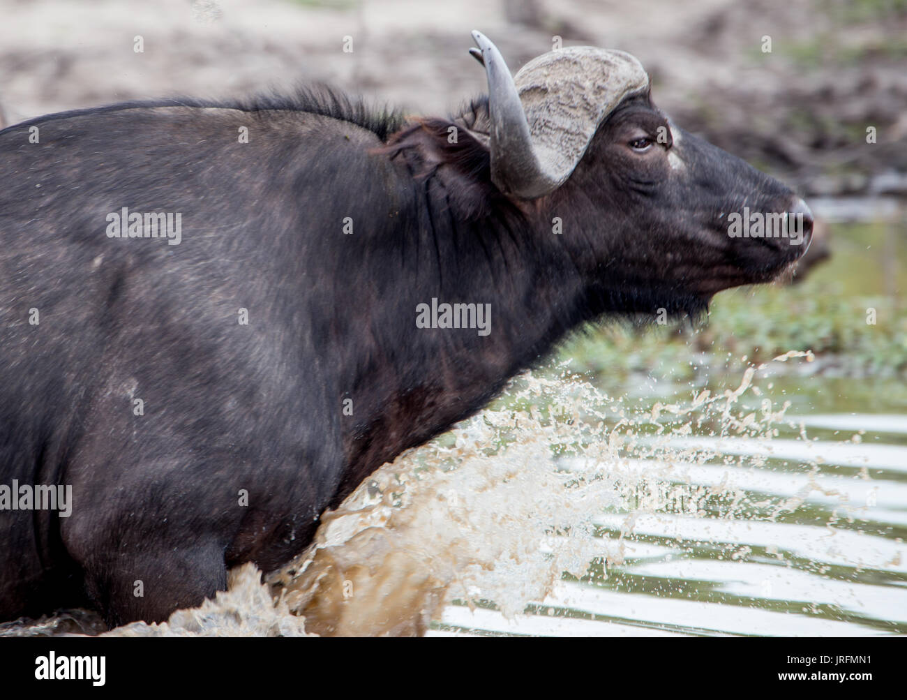 El búfalo africano ejecuta a través del agua Foto de stock