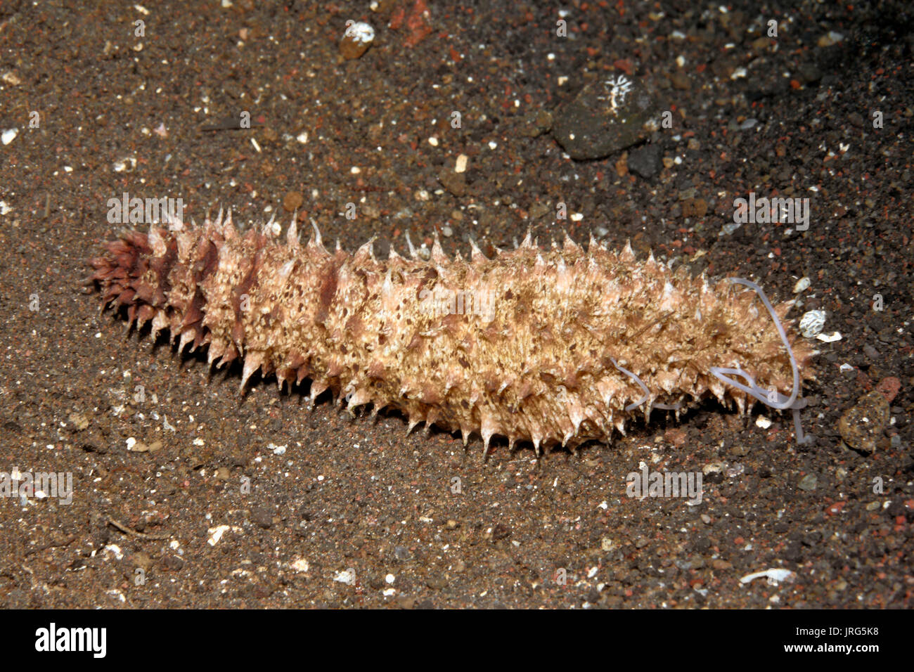 Pepino de mar o las holoturias Cuvierian blanco pegajoso de extrusión de túbulos de ano. Parece ser un joven Stichopodidae sp. Tulamben, Bali, Indonesia. Foto de stock