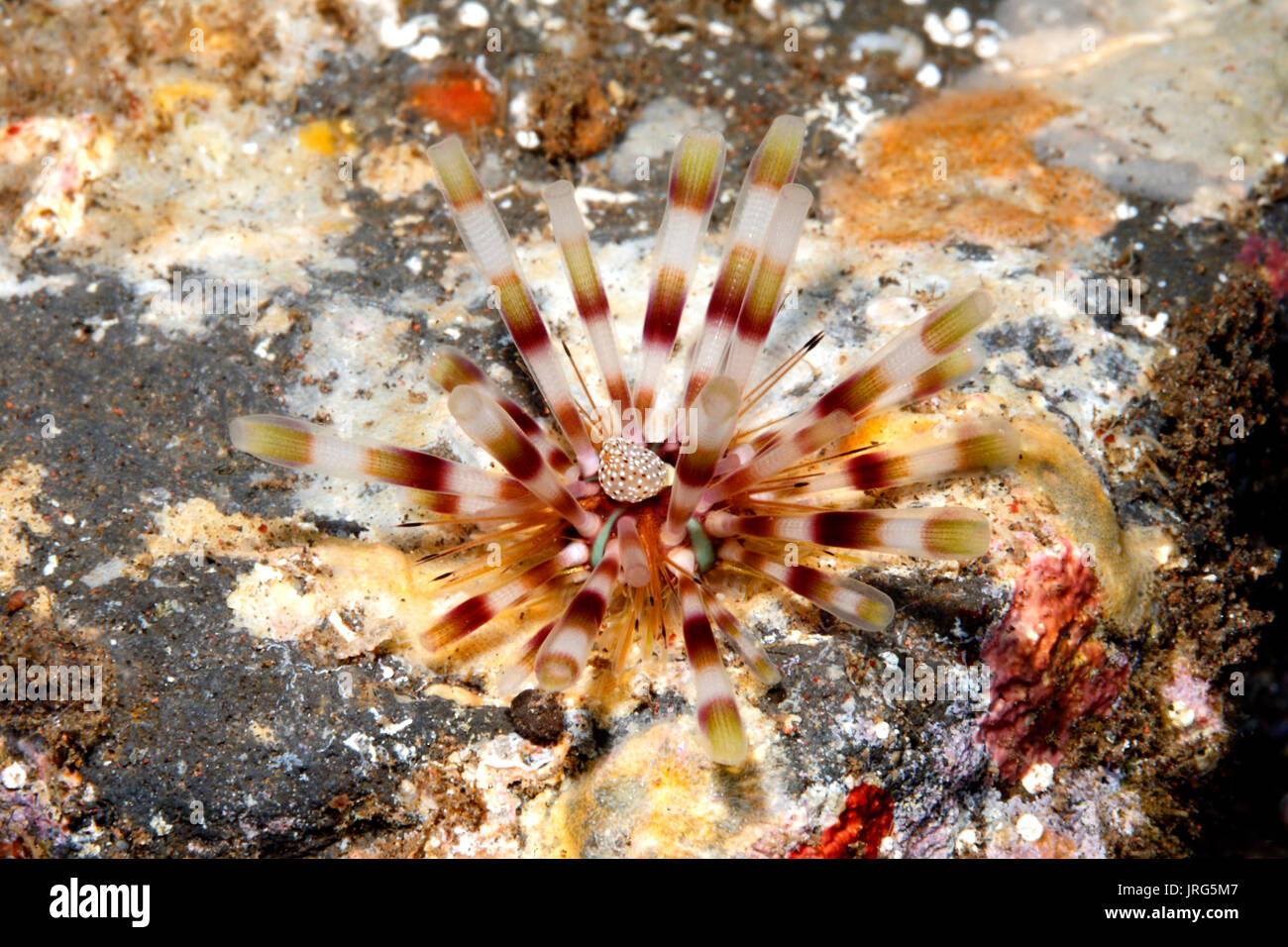 Picadura de erizo de mar, Echinothrix calamaris. También llamado Erizo de mar con bandas y doble vinculado de erizos de mar. Tulamben, Bali, Indonesia. Bali, mar, océano Índico Foto de stock