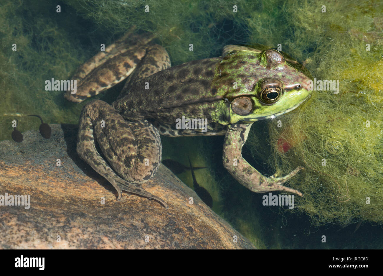 Rana Verde (Lithobates clamitans), en un estanque con algas Spirogyra, E USA por Skip Moody Foto de stock