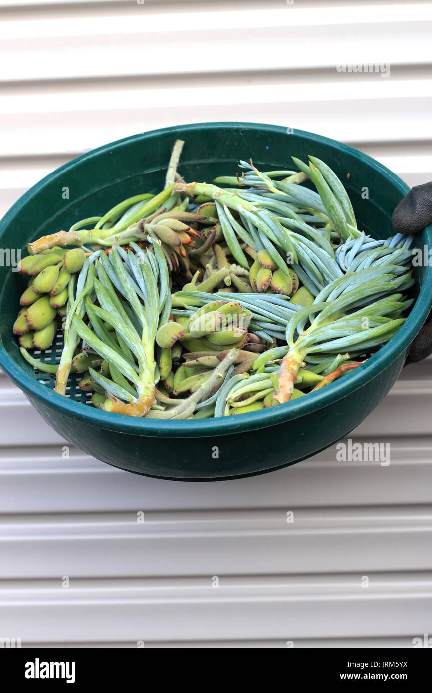 Una planta de jade azul y tizas suculentas esquejes Foto de stock
